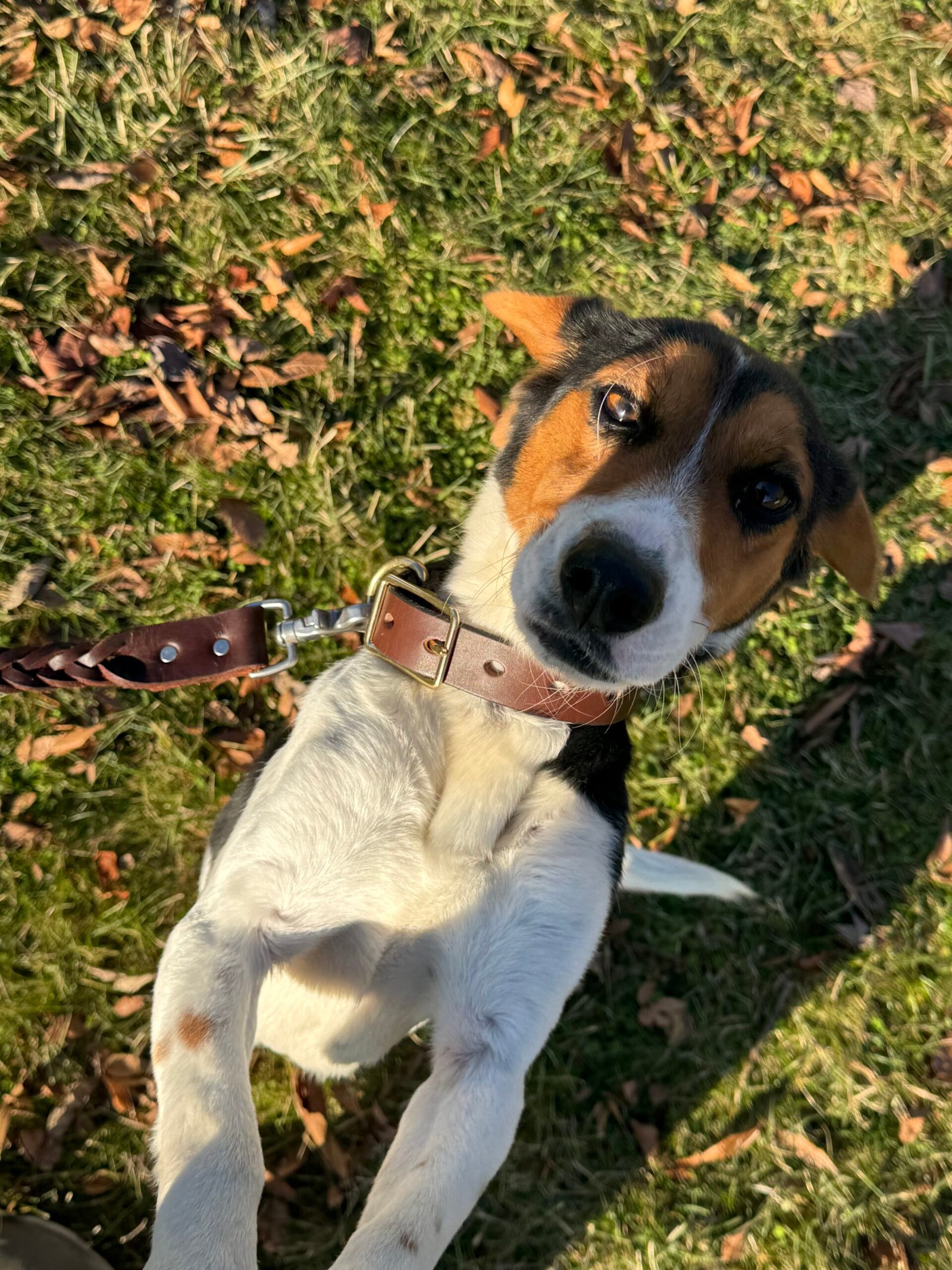 Brown Leather Dog Collar - Image 5
